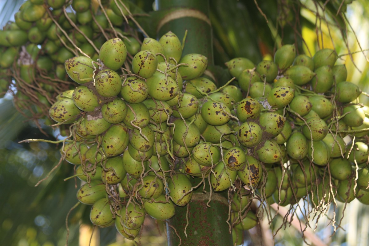 Areca catechu L.